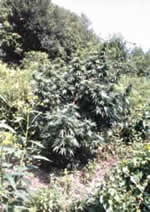 outdoor marijuana grow example