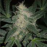 Marijuana Plant Example